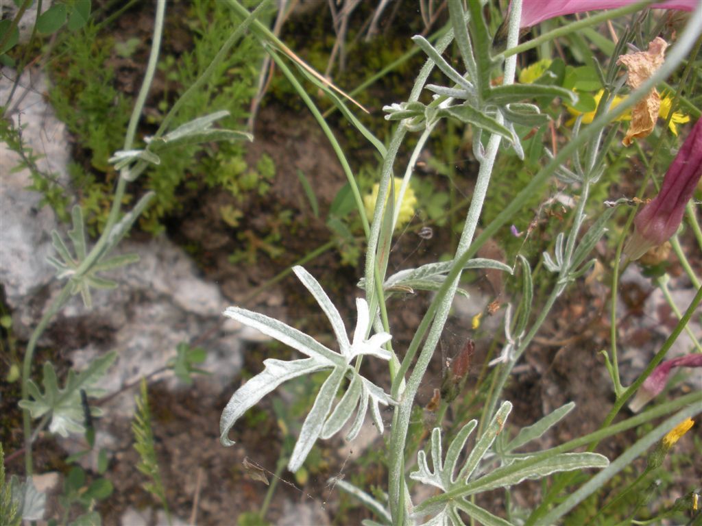 Convolvulus elegantissimus / Convolvolo elegantissimo